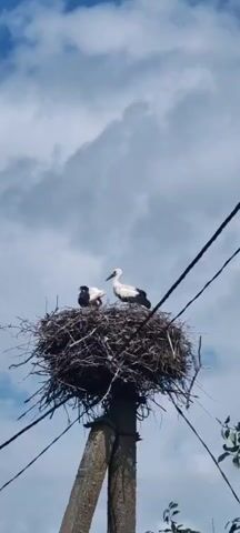 A low-angle shot captures a large, untidy nest atop a concrete utility pole, against a backdrop of a cloudy sky. Two storks, one larger and one smaller, are perched within the nest. The larger stork, facing left, is white with black markings on its wings and is interacting with the smaller stork, which is facing right, with its beak open. The smaller stork appears to be a fledgling, as it is fluffier and darker than the adult. The nest is constructed from branches and twigs. Black wires are visible running diagonally across the frame, and a hint of green foliage is seen at the bottom right edge of the image. The scene depicts a moment of parental care or feeding within a naturalistic setting, though the presence of the utility pole and wires suggests human proximity.