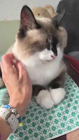 A person's hand pets a fluffy cat with brown and white markings. The cat is sitting on a green and white patterned cloth, with a stuffed bear visible in the background. The person's hand is decorated with colorful bracelets and a white watch. The cat has its eyes closed and appears relaxed as it is being petted.