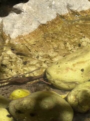 This is a close-up, medium shot of shallow, clear water with rocks. Several small, dark, mosquito larvae are visible on the surface of the water, appearing to be moving. The larvae are scattered throughout the upper portion of the frame and are clearly identifiable. The water is illuminated by sunlight, creating a dappled effect on the rocks and water. The environment appears to be natural, possibly a stream or pond. There are no people or other living creatures clearly visible in the frame. The video is extremely short, lasting only a few seconds, and shows no discernable action beyond the movement of the mosquito larvae.