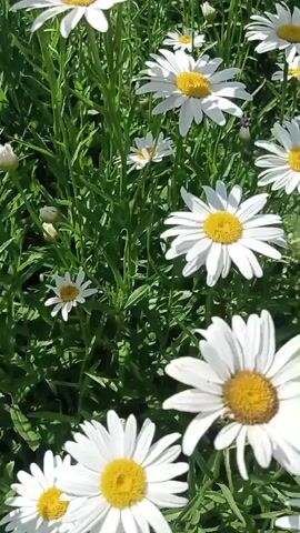 The video displays a close-up, low-angle shot of a field of daisies. The flowers are in various stages of bloom, with some fully open and others still in bud. The petals are white with bright yellow centers, and they are set against a backdrop of lush green foliage. The lighting suggests it is daytime, with sunlight illuminating the scene. There are no people or animals visible in the video. The focus is entirely on the natural beauty of the daisy field.