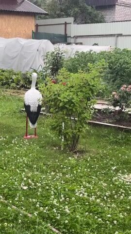 The video shows a backyard garden in Yermolino, Russia. The scene is lush and green, with a variety of plants and flowers. A white stork decoration stands in the foreground, with its red legs planted in the grass. Behind it, a bush with red flowers is visible, along with a garden bed containing pink and yellow roses. A large, leafy plant with a pink and white flower, possibly a peony, stands to the right of the bush. In the background, a greenhouse covered with white plastic is partially visible, along with a light-colored fence and a brick building. The overall impression is one of a well-tended garden, likely in the summer months. The weather appears to be overcast, possibly with light rain, as indicated by the slightly blurred quality of the image and the soft lighting. No people are visible in the video.