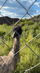 Emu and kangaroo spotted in outdoor enclosure in Shakhty