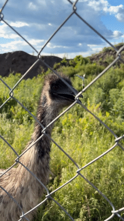 Emu and kangaroo spotted in outdoor enclosure in Shakhty