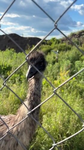 Emu and kangaroo spotted in outdoor enclosure in Shakhty