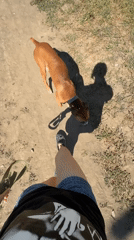 Dog walk through Rostov-on-Don on a dry summer morning