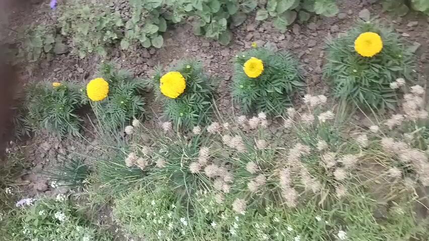 This is a close-up, top-down video of a flowerbed. The flowerbed has several rows of plants. In the background, there are larger green leaves that are out of focus. In the middle ground, there are several bright yellow marigold flowers with dense green foliage. These marigolds are planted in a line. In the foreground, there is a dense carpet of small white flowers with some green grass interspersed. The ground appears to be dark soil. The video is shaky, indicating it was likely filmed by hand. The lighting suggests it is daytime, possibly overcast. No people or animals are visible.