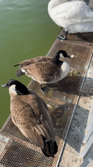 Geese and swan spotted on platform in Petrich, Bulgaria