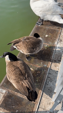 Geese and swan spotted on platform in Petrich, Bulgaria