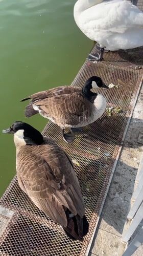 Geese and swan spotted on platform in Petrich, Bulgaria