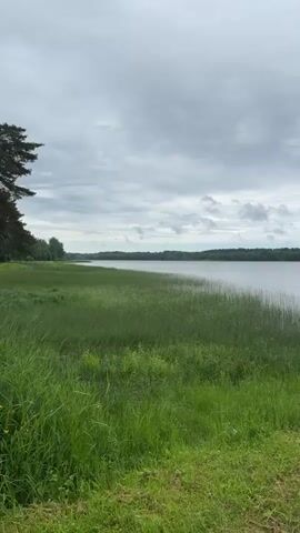 A vertical video captures a lake with a wide expanse of water. The left side of the frame is dominated by tall green grass and reeds growing at the water's edge. Beyond the reeds, the calm lake stretches towards a distant treeline that forms a dark green horizontal band against the horizon. The sky above is overcast with gray clouds, suggesting a cloudy day. The camera slowly pans to the right, revealing more of the lake and the treeline. Toward the end of the video, a fishing rod is visible leaning against the grass on the right side of the frame, its tip extending towards the water. The environment appears natural and tranquil.
