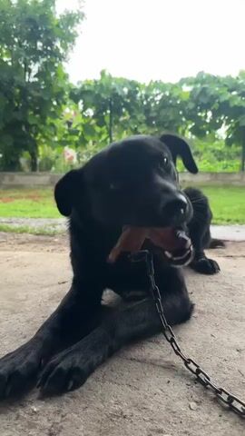 A black dog is lying on a concrete surface, chewing on a stick. The dog is wearing a chain collar. The background is blurred and appears to be an outdoor setting with greenery and trees. The video shows the dog from a low angle.