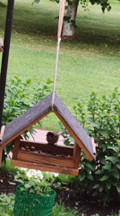 Sparrows and finches work a backyard feeder in Rosinka