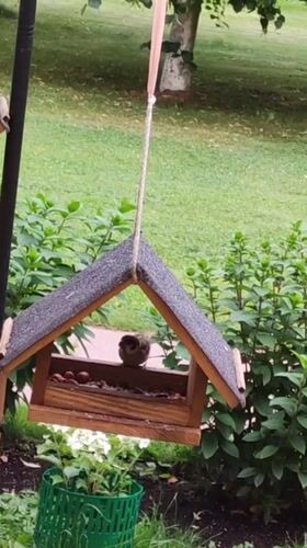 Sparrows and finches work a backyard feeder in Rosinka