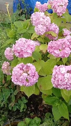 The media file displays a close-up view of several large clusters of pink hydrangeas in full bloom. The flowers are a vibrant pink, with some lighter pink and white accents. They are surrounded by lush, green leaves, some of which show slight signs of yellowing or browning.

The hydrangeas are planted in what appears to be an outdoor garden setting. In the background, a blurred blue tarp is visible, along with hints of other green foliage. The lighting suggests it is daytime, possibly late morning or early afternoon, with natural light illuminating the flowers. The overall impression is one of a healthy, thriving garden. There is no discernible activity or event taking place; the focus is solely on the beauty of the hydrangeas. No people, objects other than the plants themselves, or text are visible. The scene evokes a sense of natural beauty and tranquility. Given the location context of Telavi, Georgia, this likely represents a common garden scene in the region during the blooming season.