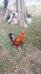 Backyard life in rural Ukraine: chickens, cats, and late-summer garden