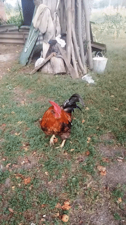 Backyard life in rural Ukraine: chickens, cats, and late-summer garden