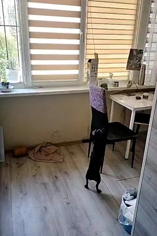 A small black dog is standing on its hind legs, reaching up towards a chair with a patterned cushion. The dog is in a room with light-colored laminate flooring. To the left, a window is covered by blinds, and a plant is visible outside. A folded blanket and a cylindrical object are on the floor near the window. To the right, a white table is set up with a few items, and another chair is visible. The overall lighting suggests it's daytime.