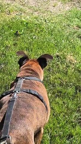 A dog with a harness walks on grass. The dog's fur is brown and brindle. The sun is shining. The camera is following the dog.