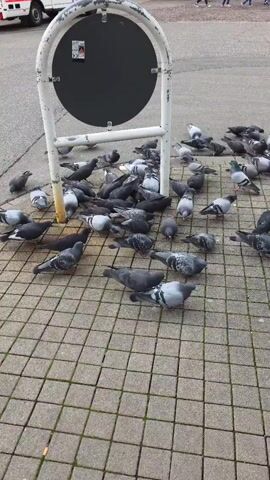 The video shows a large group of pigeons pecking at the ground on a paved area. The area is covered with square paving stones, and a round sign on a white metal frame stands nearby. A vehicle is visible in the background. A person's legs enter the frame in the lower right corner and a bag is dropped to the ground. The pigeons are mostly shades of gray and black. A few pigeons fly upwards.