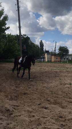 Equestrian training session observed in Pisochyn arena