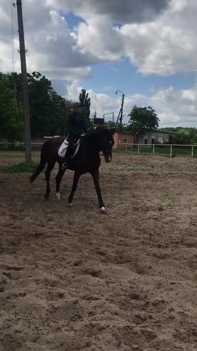 Equestrian training session observed in Pisochyn arena