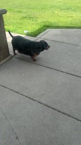 The video shows two dogs on a concrete patio. One dog is a black and brown dachshund that appears to be very overweight. The other dog is black and brown, and wears a pink harness. The dogs are walking around near a water fountain. A person is visible in the background wearing black shoes. There is green grass nearby.