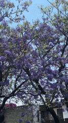 Spring blooms and flower markets captured in Puebla, Mexico