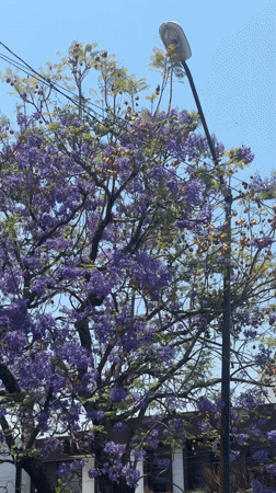 Spring blooms and flower markets captured in Puebla, Mexico