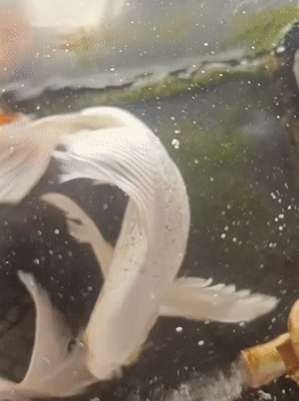Koi fish swimming in a pond or tank near Mesjid Reuntoh