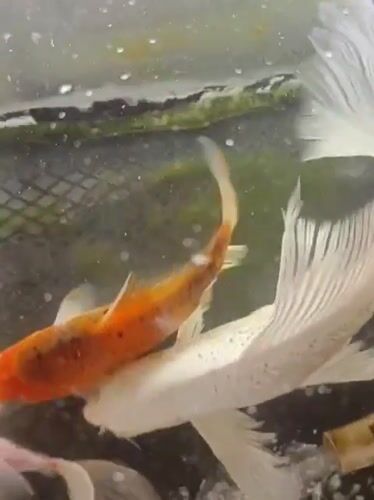 Koi fish swimming in a pond or tank near Mesjid Reuntoh