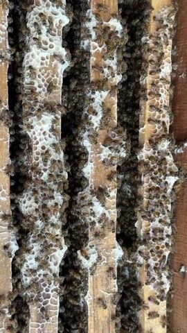 The video shows a close-up, vertical view inside a beehive or a similar wooden structure, likely in Thới Sơn, Vietnam. Numerous honeybees are actively moving across and within sections of honeycomb built on wooden frames. The honeycomb is predominantly white, indicating fresh construction or filled cells, with bees densely covering both the comb and the wooden supports. Some bees are crawling over the hexagonal cells, while others are nestled within them. The wooden frames are light brown, and a faint number "2" is visible on one of the top frames. The scene captures the bustling activity within a healthy bee colony.
