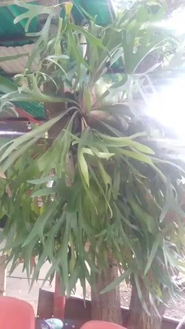 The video shows a large staghorn fern growing on the trunk of a tree. The fern has many large, green fronds that hang down. Sunlight is shining through the fronds, creating a bright glare. In the foreground, there are parts of two red chairs visible. The background is blurred but appears to be outdoors, possibly under a roof or awning, with some greenery and corrugated metal visible. The video is shot from a slightly low angle, looking up at the fern.