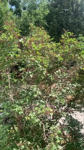 The video is a close-up shot of a lilac bush with green leaves and dried-up brown seed pods. The bush is in full sun, with green trees in the background. The camera is stationary.