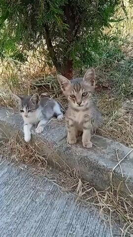 Two kittens are sitting on a stone curb next to a paved walkway. The kitten on the left is mostly white with grey patches and is lying down with its paws extended forward. The kitten on the right is tabby-colored and sitting upright, facing the camera. Both kittens appear alert and healthy. They are situated under a leafy green tree, with dry grass and brush surrounding them. The scene is lit by natural daylight, suggesting it is daytime. The overall impression is one of a peaceful outdoor setting, possibly a garden or park. There is no visible text in the media file.