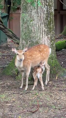 A video shows a brown deer with white spots on its back standing next to a large tree trunk. A smaller deer, also brown with white spots, stands underneath the larger deer, appearing to nurse. The ground is covered in dirt and fallen leaves. In the background, there's a green trash can and some light brown buildings. The scene appears to be outdoors.