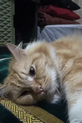 Ginger cat deep in relaxation mode, Tambun, Indonesia