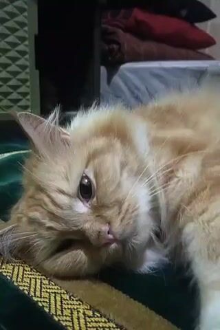 A close-up shot shows an orange and white fluffy cat lying on a green and yellow striped blanket. The cat is resting its head on the blanket, with its eyes partially closed and looking slightly to the left. Its ears are perked up. The background is out of focus but appears to be a room with some shelves or furniture and stacked pillows. The lighting suggests it is indoors, possibly in the evening or a dimly lit room. The camera is positioned slightly above and to the left of the cat's head, capturing its relaxed posture.