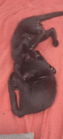 Two black kittens play through an afternoon in Sitges