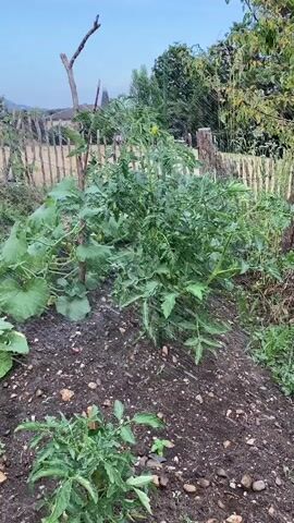 A garden with tomato plants and a zucchini plant. A rustic wooden fence is in the background, with trees and a blue sky. The video is a still shot.