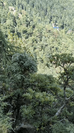 Mountain village life documented in Dharamkot, India morning scenes