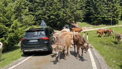 Cow herd blocks mountain road in the Italian Alps