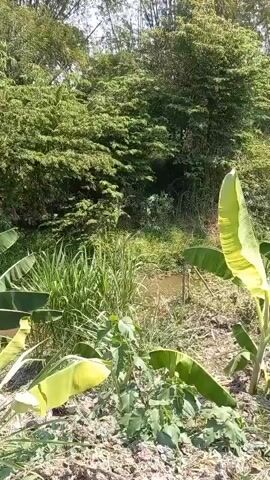 The video shows a sunny outdoor scene with lush green vegetation. In the foreground, there are banana plants with large green leaves. The ground appears to be dry soil. In the mid-ground, there is a small body of water, possibly a pond or stream, surrounded by tall grasses and reeds. Further in the background, there is dense foliage with various trees and bamboo stalks. The sun is shining brightly, casting shadows and illuminating the scene. The camera appears to be stationary, capturing a wide view of the natural landscape. There are no people or animals visible in the video.
