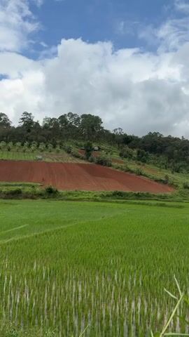 The video pans across a lush green rice paddy in the foreground, with the young rice plants standing in shallow water. In the mid-ground, a terraced hillside shows patches of rich red soil, some of which appears to be recently tilled, contrasting with the green vegetation. Further back, rolling hills covered in dense green trees form the backdrop. The sky above is a mix of blue patches and fluffy white clouds, suggesting a partly cloudy day. The overall impression is of a rural, agricultural landscape. No people or animals are visible in the video. The camera movement is slow and steady, capturing the panoramic view of the natural scenery.