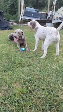 The video shows two dogs in a grassy outdoor area. In the foreground, a white and brown dog with curly fur stands facing the camera, panting with its tongue out. It wears a yellow collar. Behind it, a grey dog lies on the grass with its head up, also panting. It has a blue toy in front of it. In the background, there is a fence, some greenery, and various objects including what appears to be scrap metal and a black tarp. The overall impression is of a casual, outdoor setting.