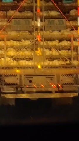 The video shows the rear of a truck filled with cages of chickens. The cages are stacked on multiple levels. The truck has the words "M.D BROTHERS" visible on the back. There are lights on the back of the truck, some of which are red and yellow. The scene appears to be at night or in a dark environment, as indicated by the lighting.