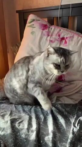 This media file shows a grey tabby cat stretching on a bed. The cat has distinctive black stripes and a fluffy tail. It is positioned on a dark grey duvet with a white floral pattern. Behind the cat, there are pillows with a floral print, and a wooden headboard of a bed. Sunlight is streaming onto the bed, creating strong highlights and shadows, suggesting it is daytime. The cat appears relaxed as it stretches, with its front paws extended and its back arched. There is no visible text in the media file. The setting is indoors, likely a bedroom.