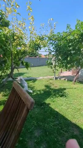 A drone flies across a backyard on a sunny day, revealing green grass, trees, and a stone wall. The drone camera is angled downwards, showing the top of a wooden chair in the foreground. The drone passes over two white dogs running on the grass.