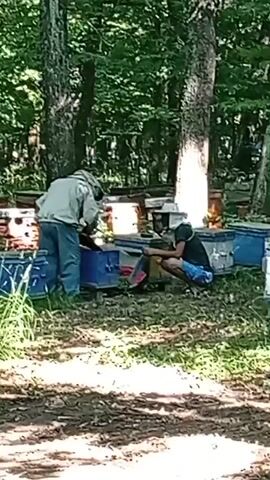 The video shows two people in a wooded area, seemingly tending to beehives. One person is wearing a full beekeeping suit, including a veiled helmet, and is standing while working with a hive. The other person is wearing a hat and shorts, crouching down and also appears to be engaged with the beehives.

The beehives are colorful, with some being white and blue, and others white and yellow. They are arranged in rows, suggesting a beekeeping operation. The setting is a natural environment with lush green trees and foliage, indicating a sunny day. The ground is covered with dry leaves and dirt. The time of day appears to be daytime, given the bright lighting. The overall atmosphere is one of agricultural work and connection with nature. There is no visible text in the video.