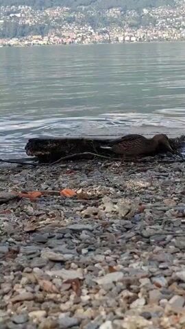 A brown duck is foraging on a rocky shore near a body of water. The duck is walking along the edge of the water, pecking at the ground. In the background, there is a town on a hillside across the water. The scene is captured from a low angle.