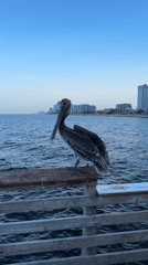 Brown pelican perches and moves on Pompano Beach pier railing